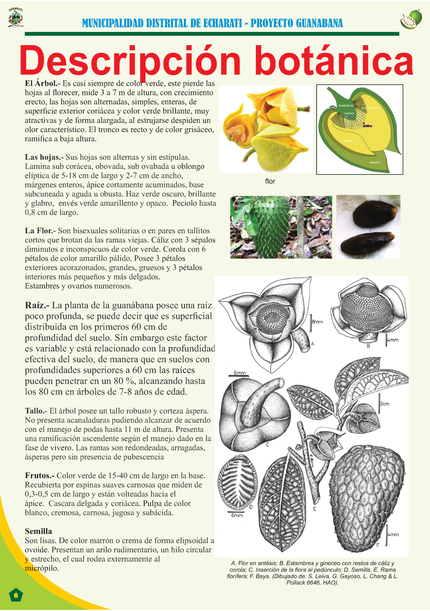 MUNICIPALIDAD DISTRITAL DE ECHARATI - PROYECTO GUANABANA