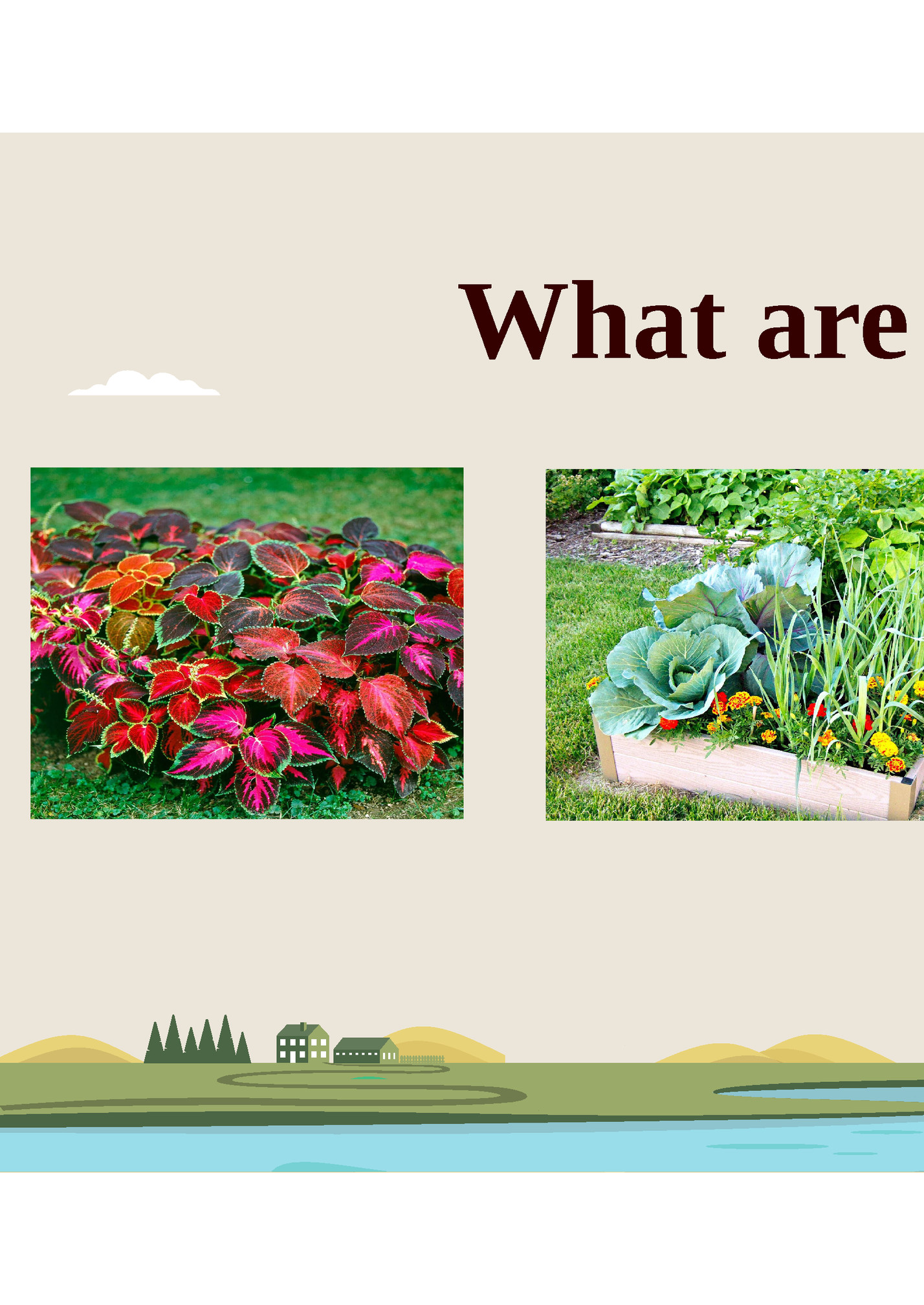 What are plants?