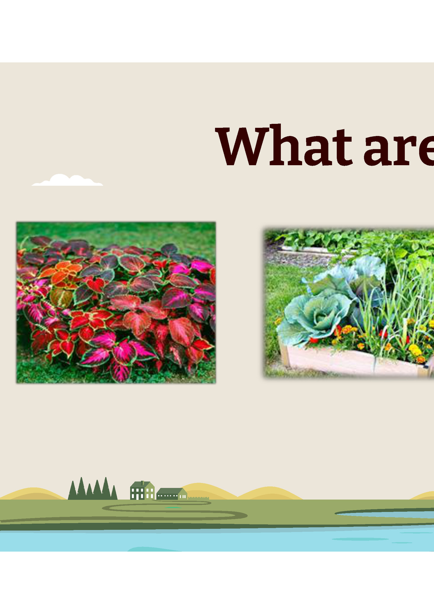 What are plants?