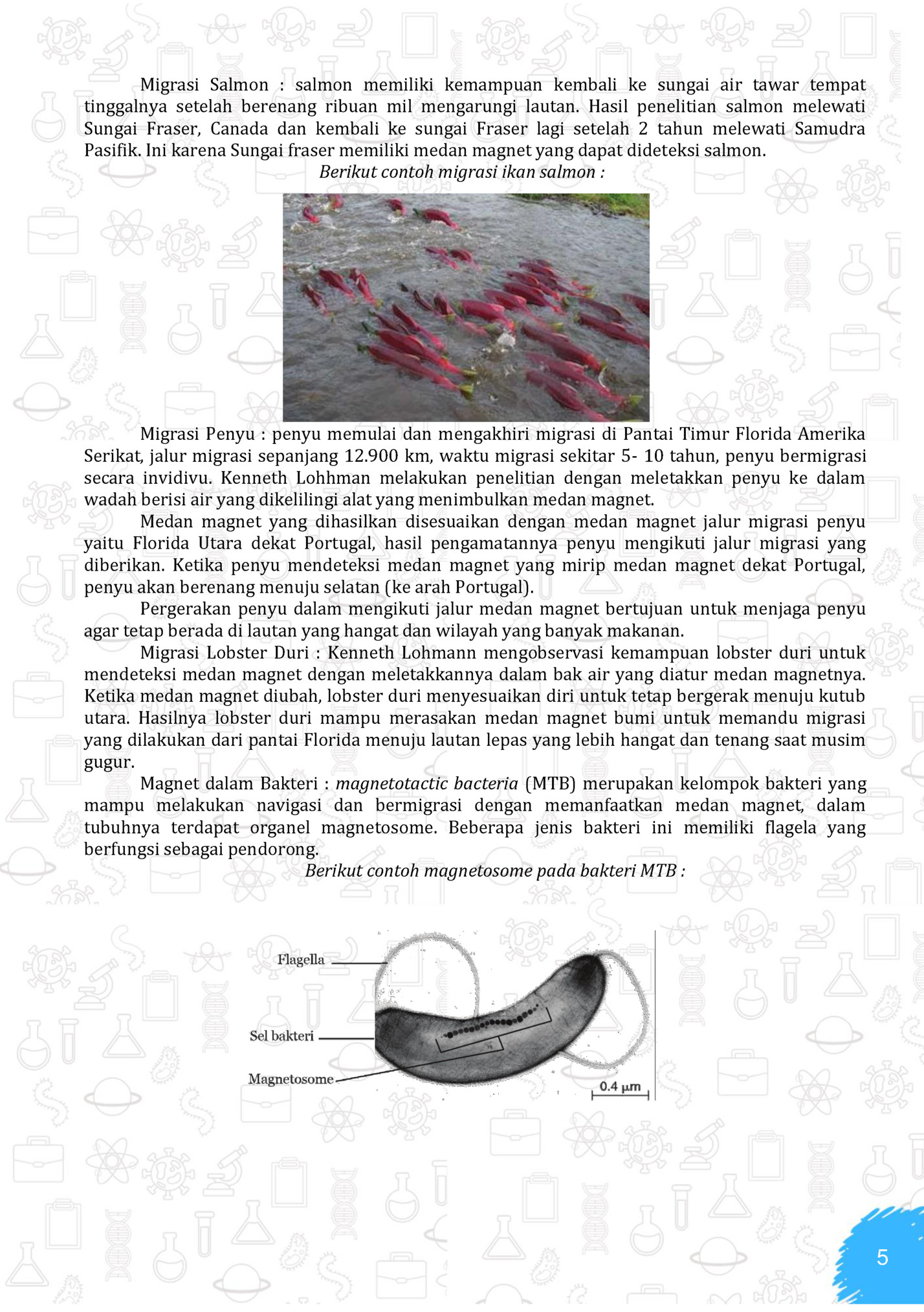 Migrasi Salmon : salmon memiliki kemampuan kembali ke sungai air tawar tempat