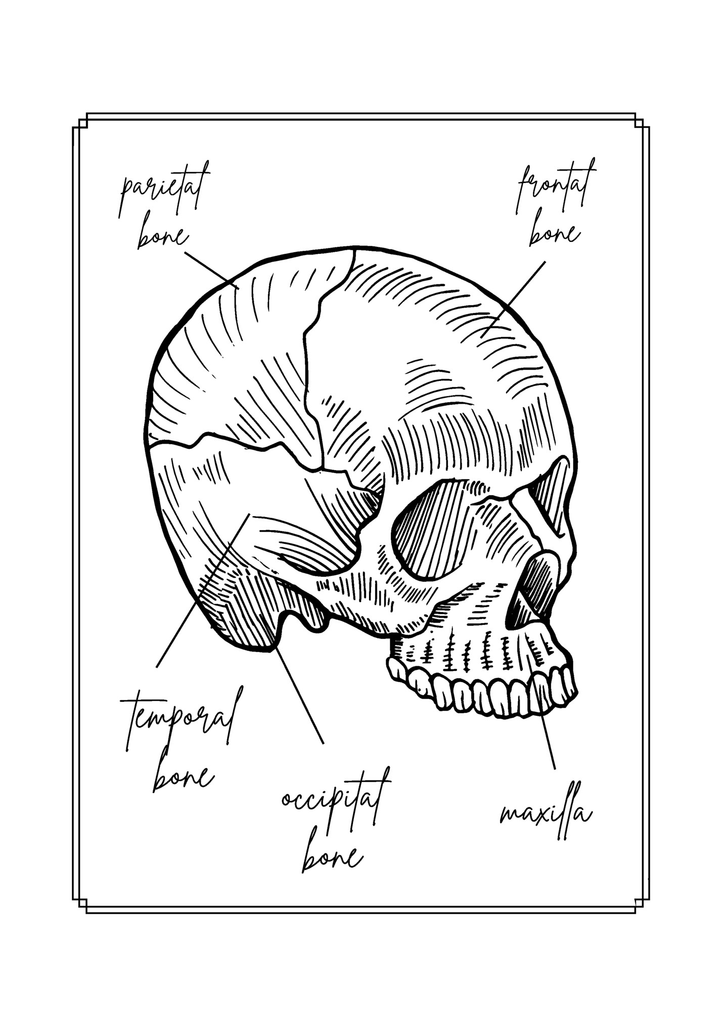 frontal