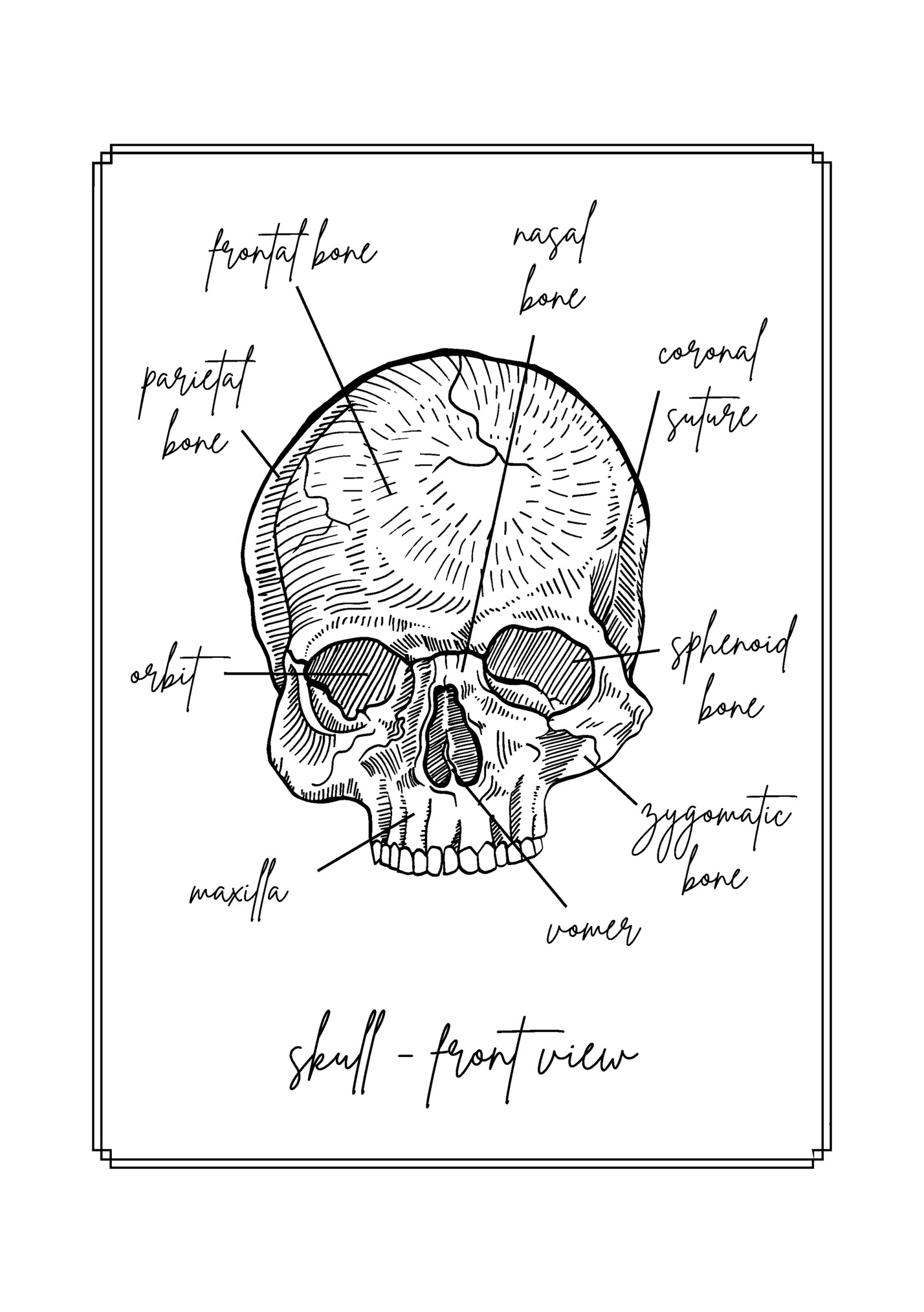 frontal bone