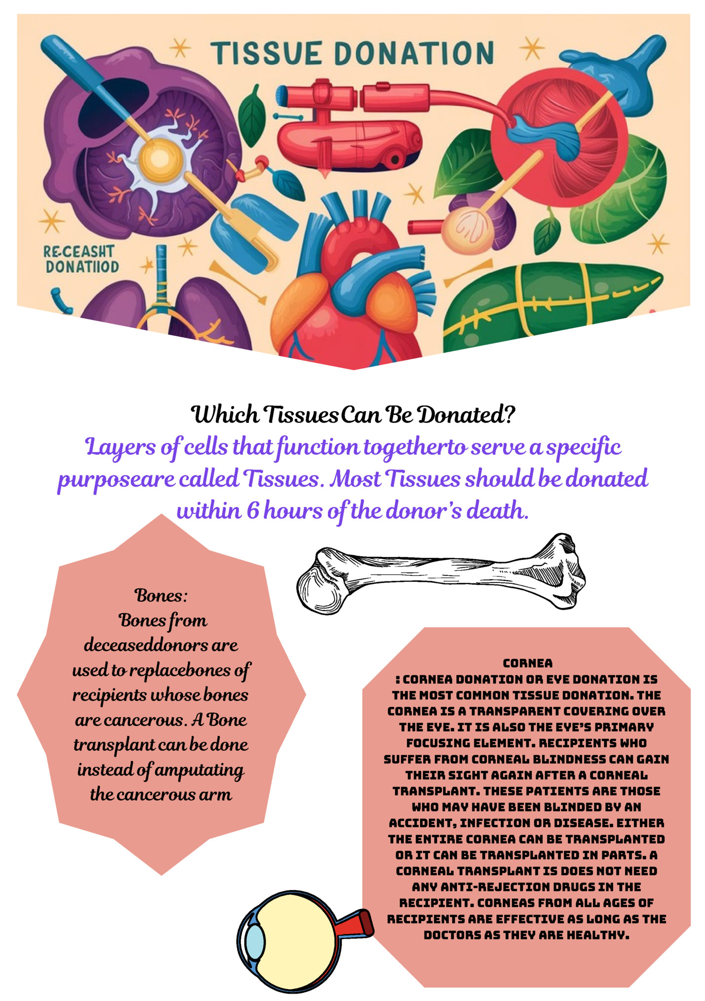 Which TissuesCan Be Donated?