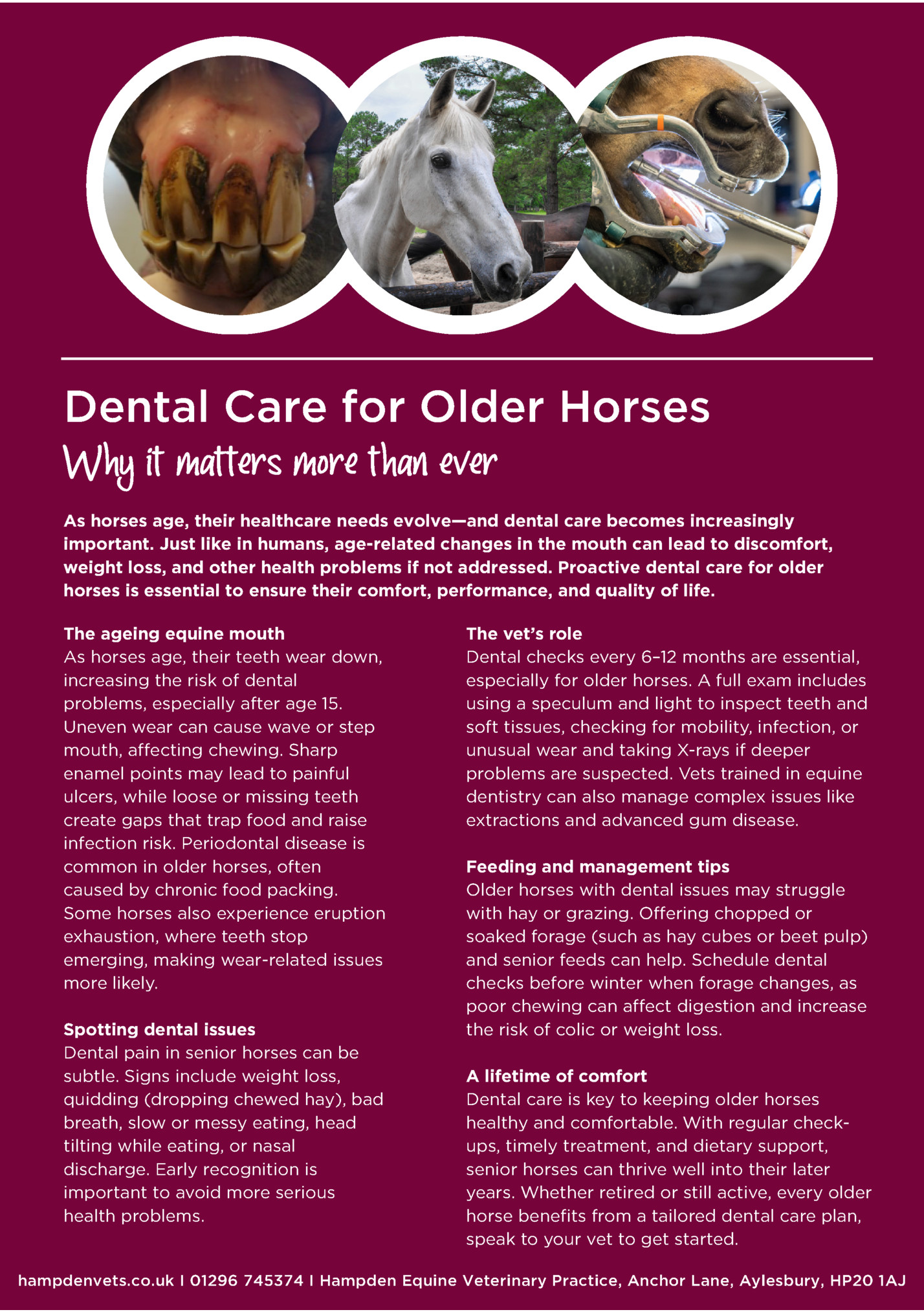 Dental Care for Older Horses
