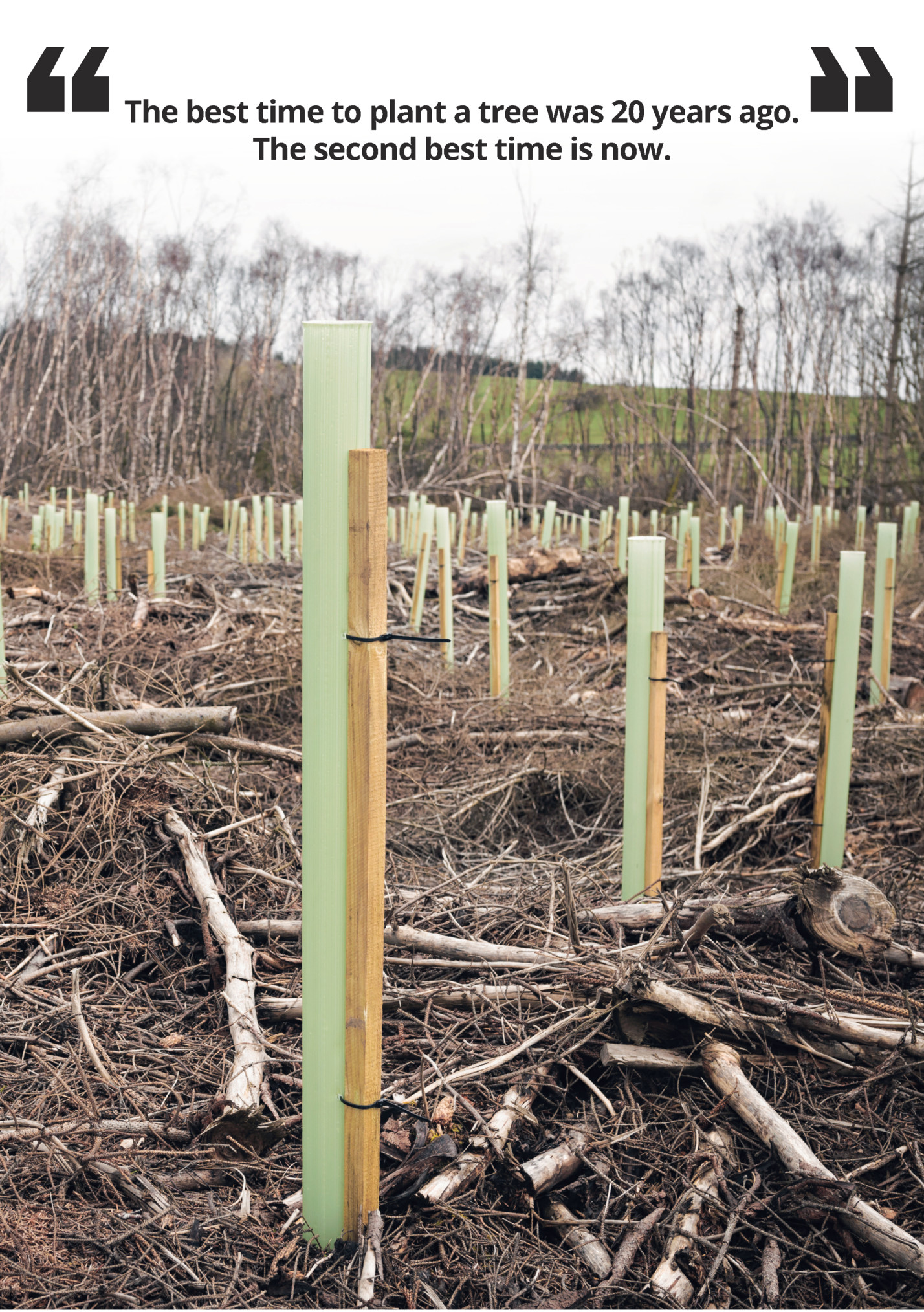 TREE PLANTING