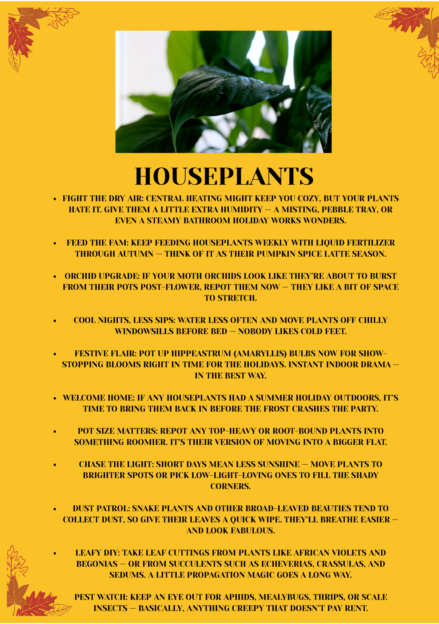 HOUSEPLANTS HOUSEPLANTS