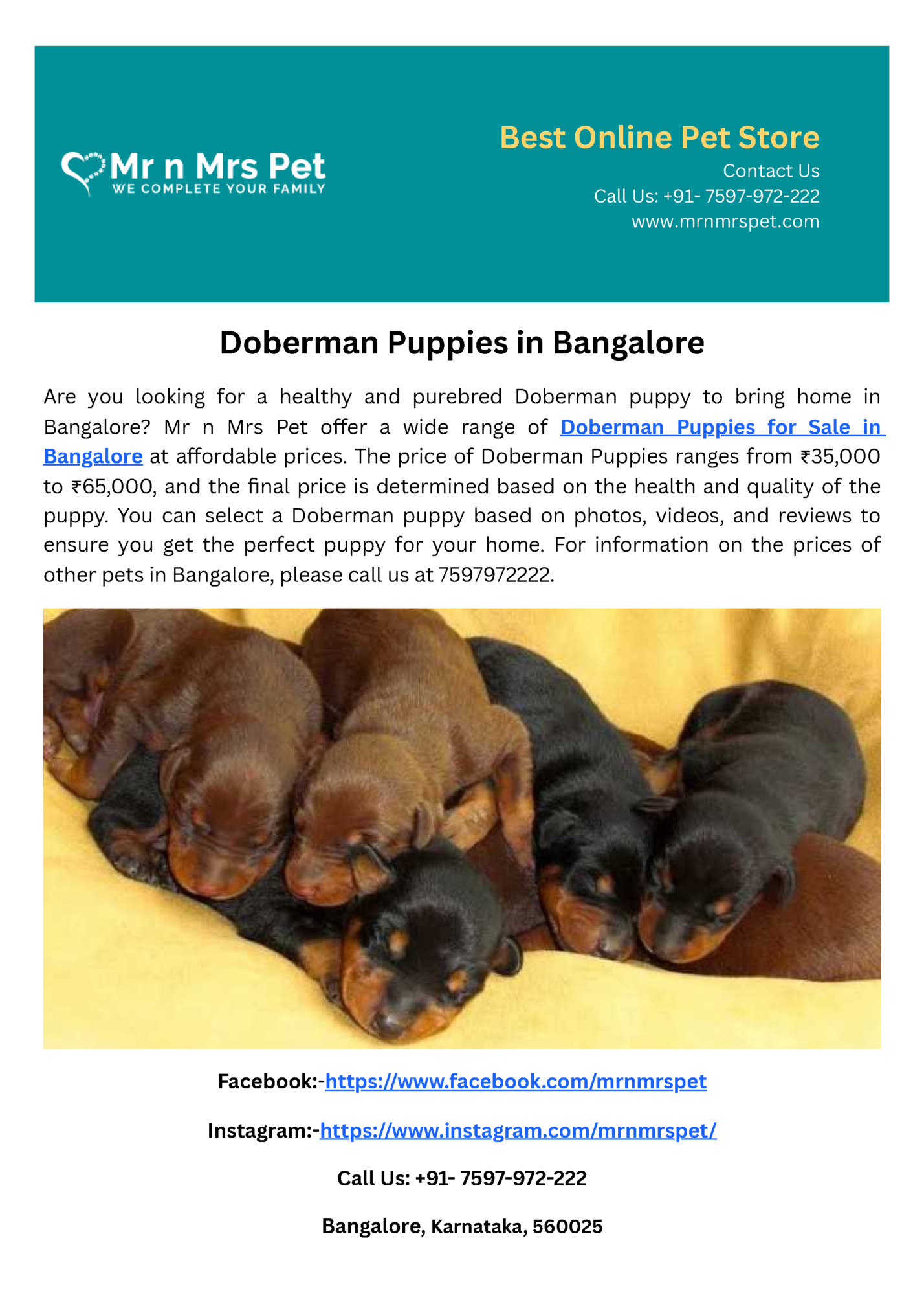 Best Online Pet Store