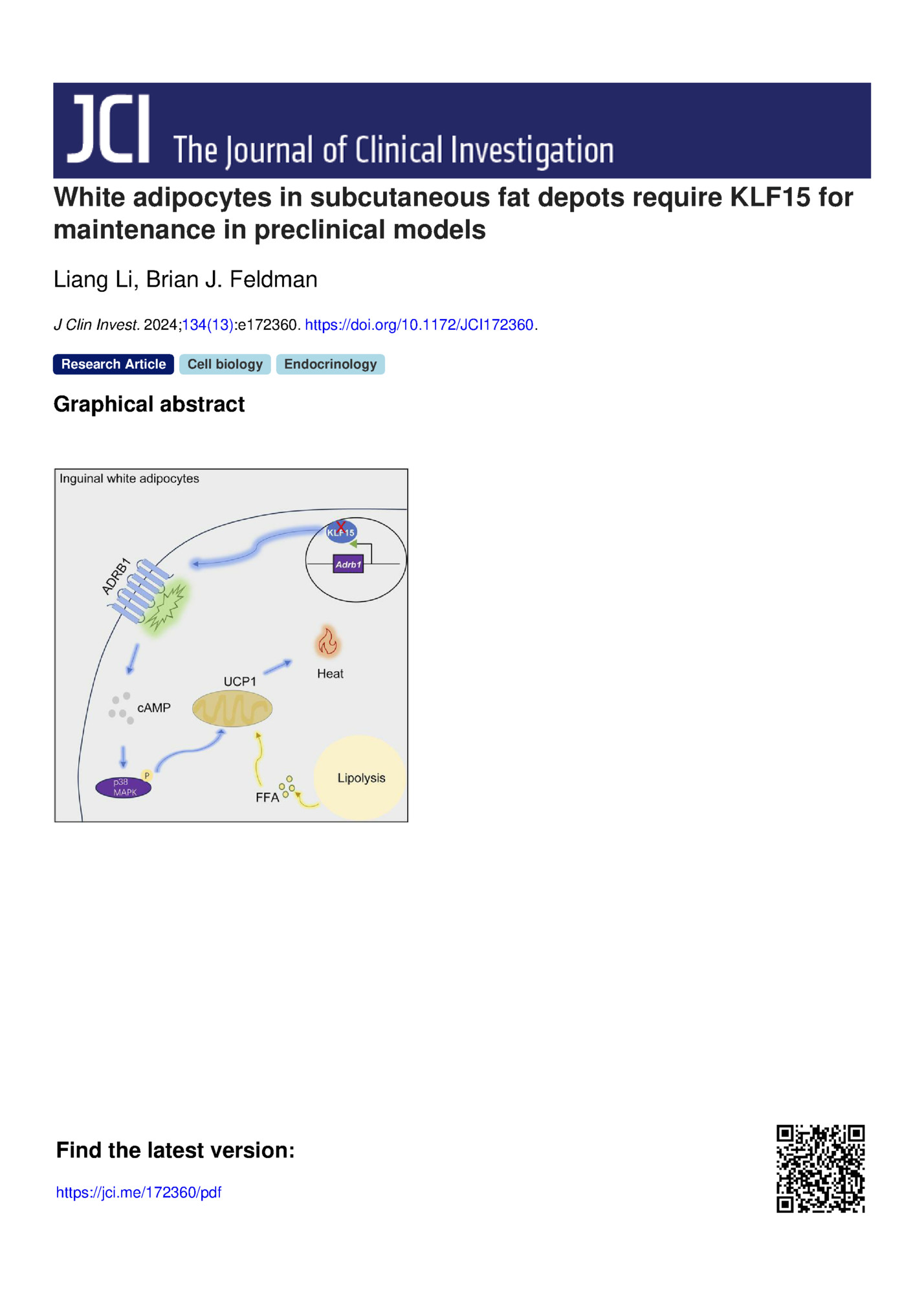 White adipocytes in subcutaneous fat depots require KLF15 for