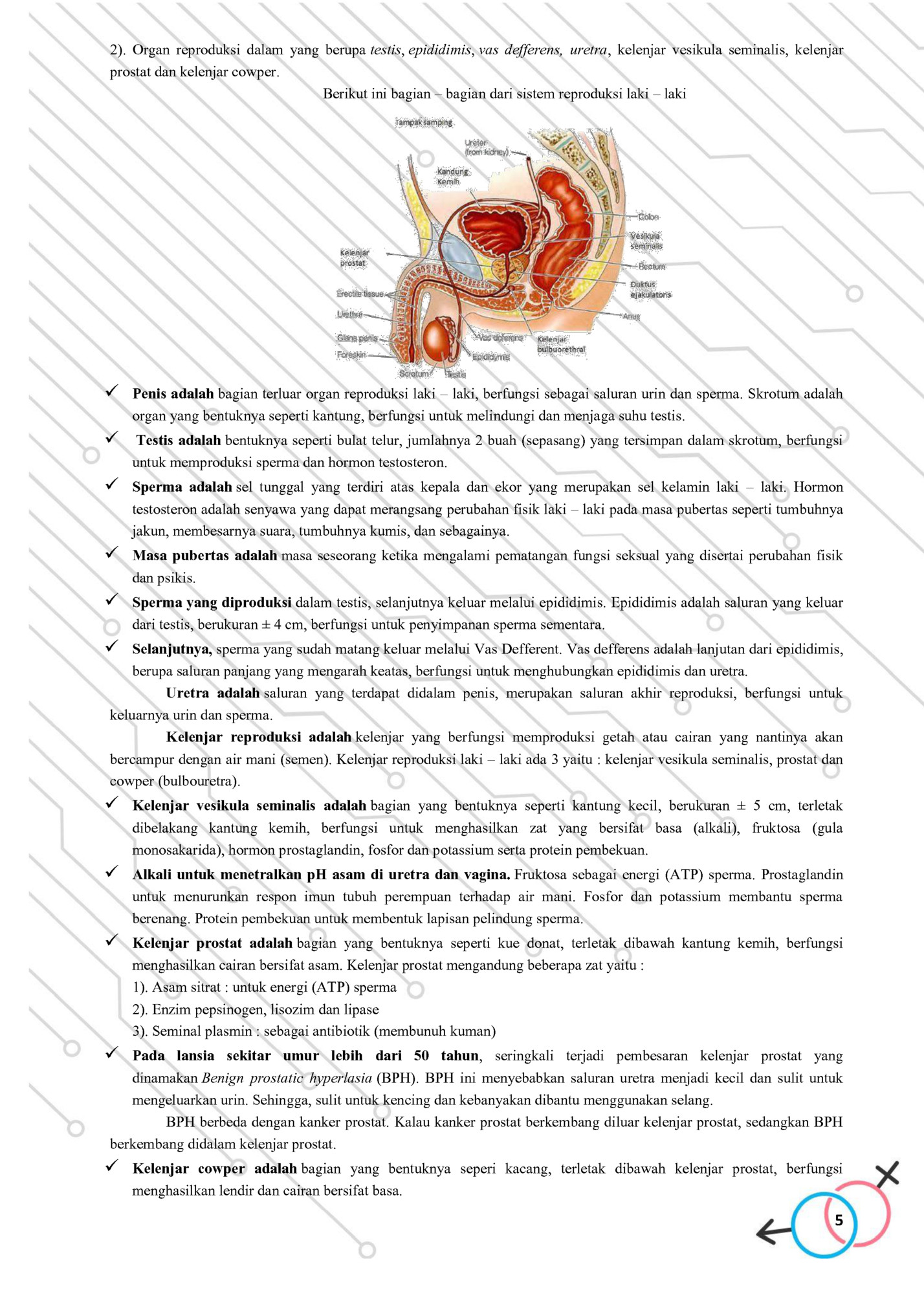 2). Organ reproduksi dalam yang berupa testis, epididimis, vas defferens, uretra, kelenjar vesikula seminalis, kelenjar