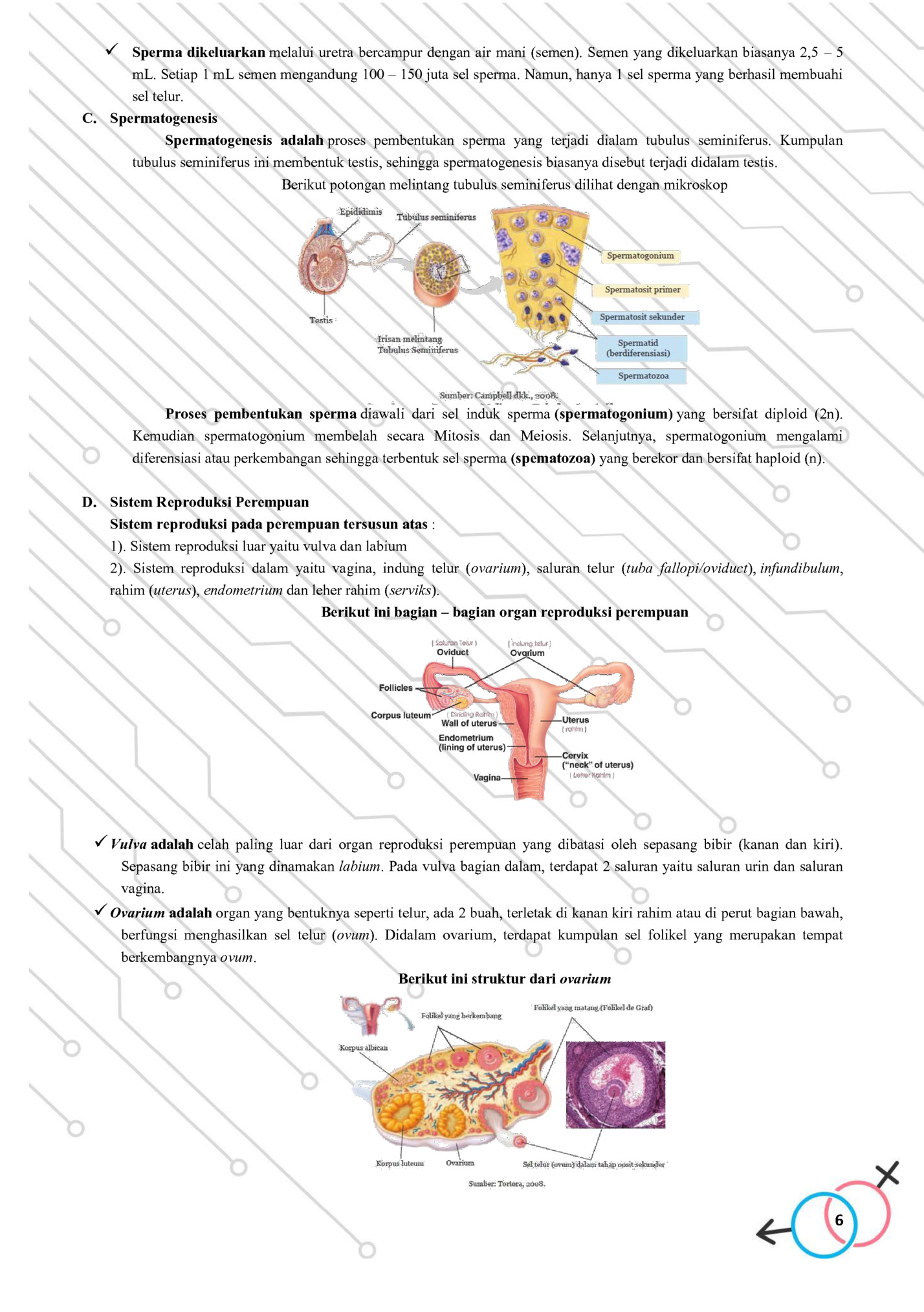 ✓ Sperma dikeluarkan melalui uretra bercampur dengan air mani (semen). Semen yang dikeluarkan biasanya 2,5 – 5