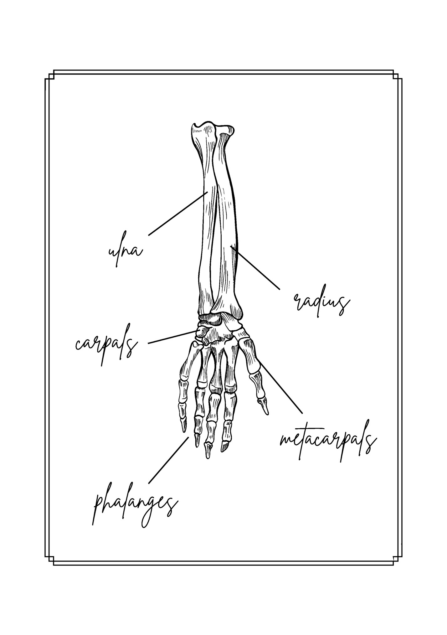 ulna