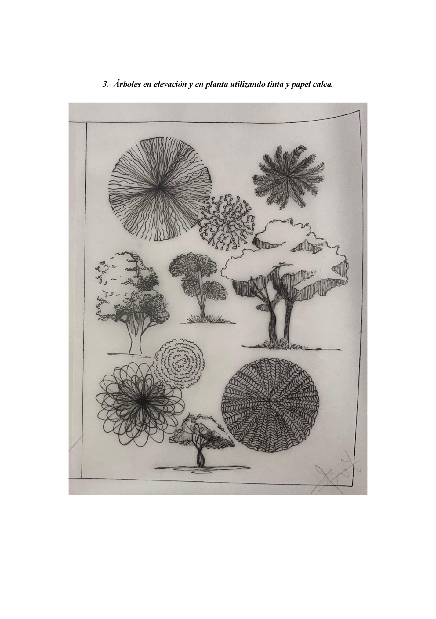 3.- Árboles en elevación y en planta utilizando tinta y papel calca.
