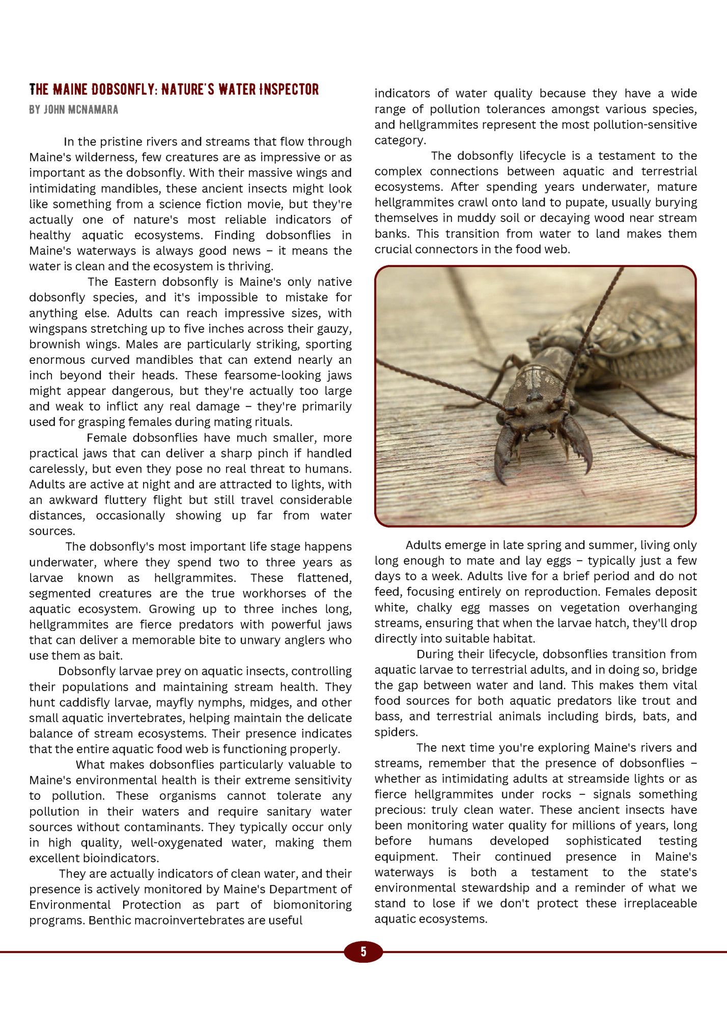 The Maine Dobsonfly: Nature