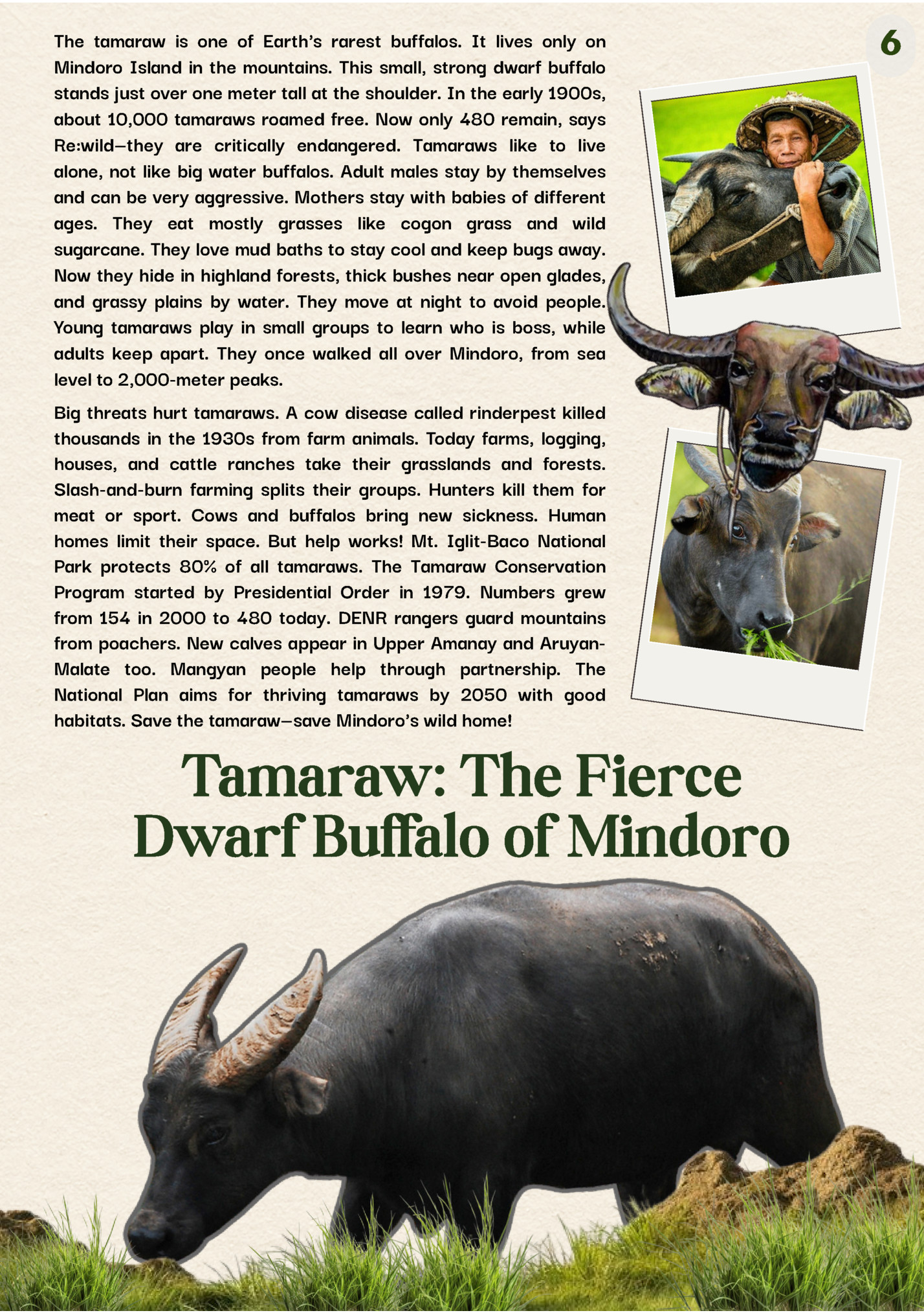 The tamaraw is one of Earth