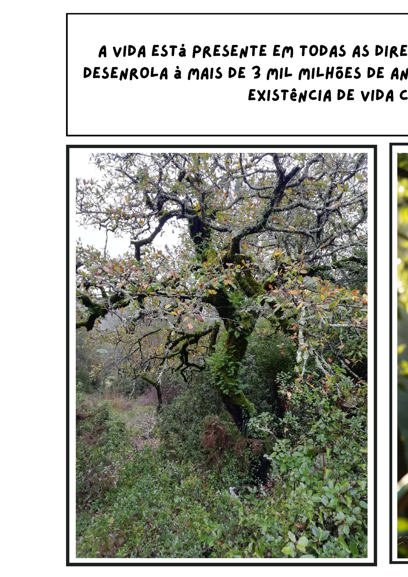 A vida está presente em todas as direções representando um drama que se A vida está presente em todas as direções representando um drama que se