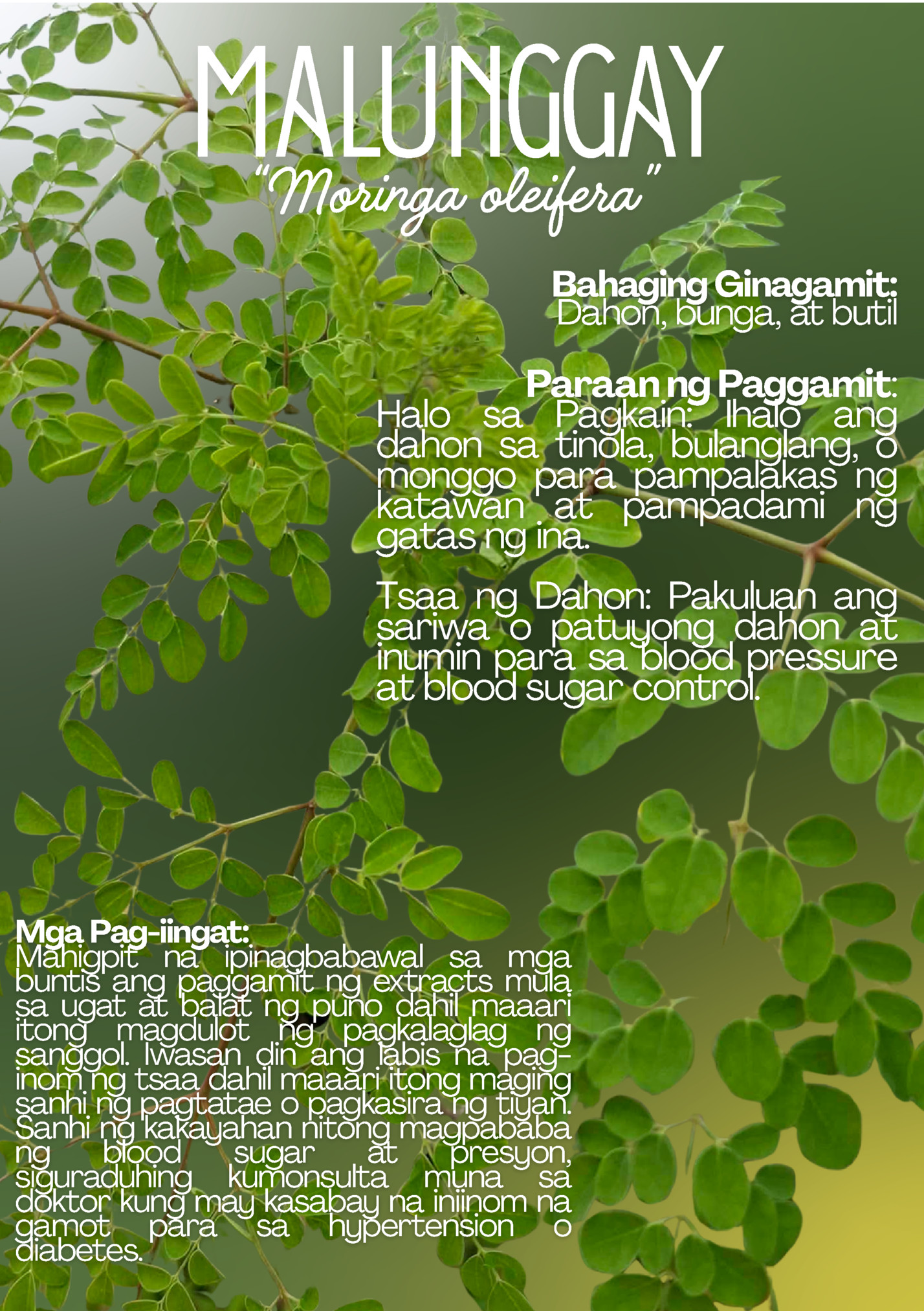 MALUNGGAY