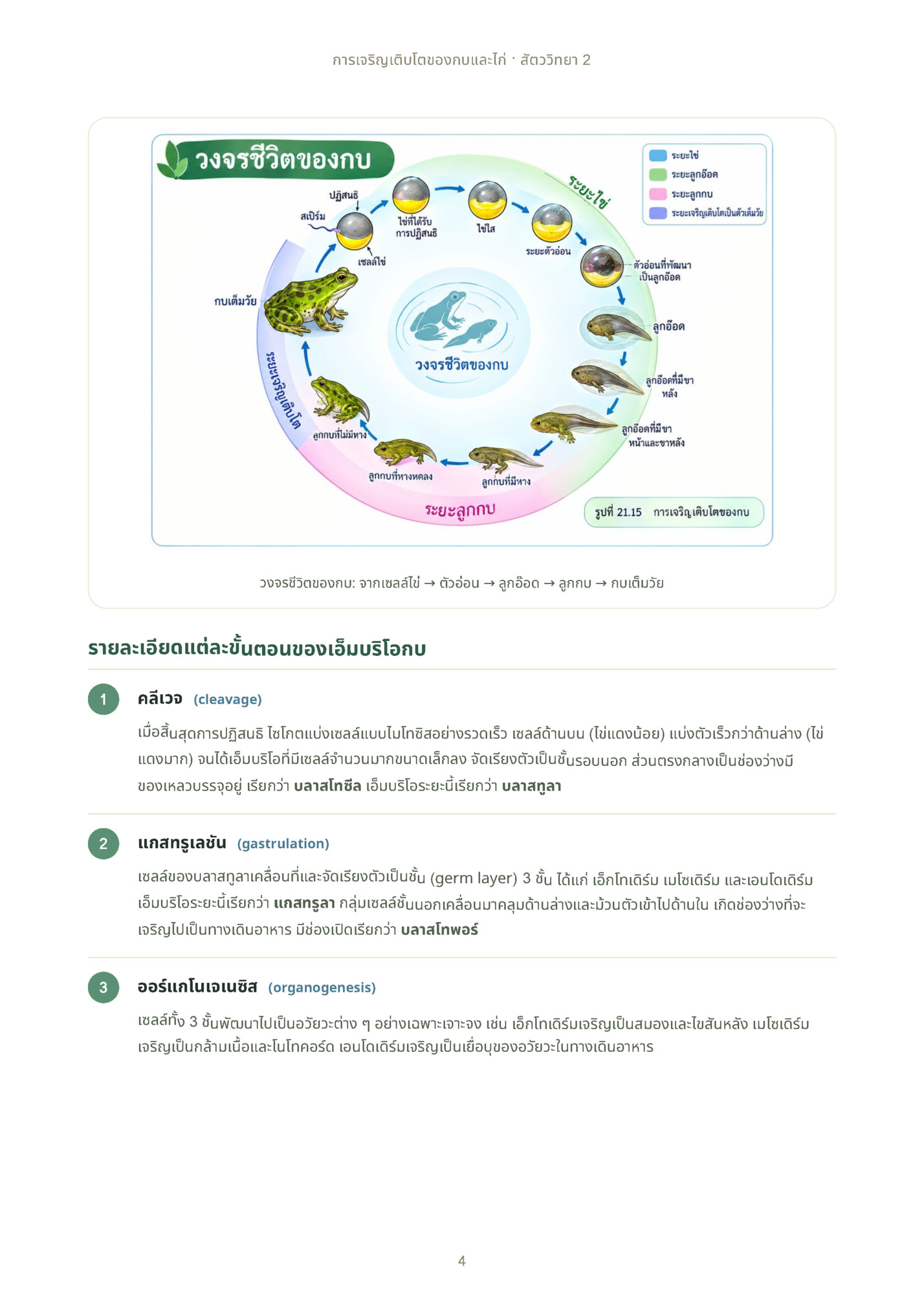 การเจริญเติบโตของกบและไก่ · สัตววิทยา 2