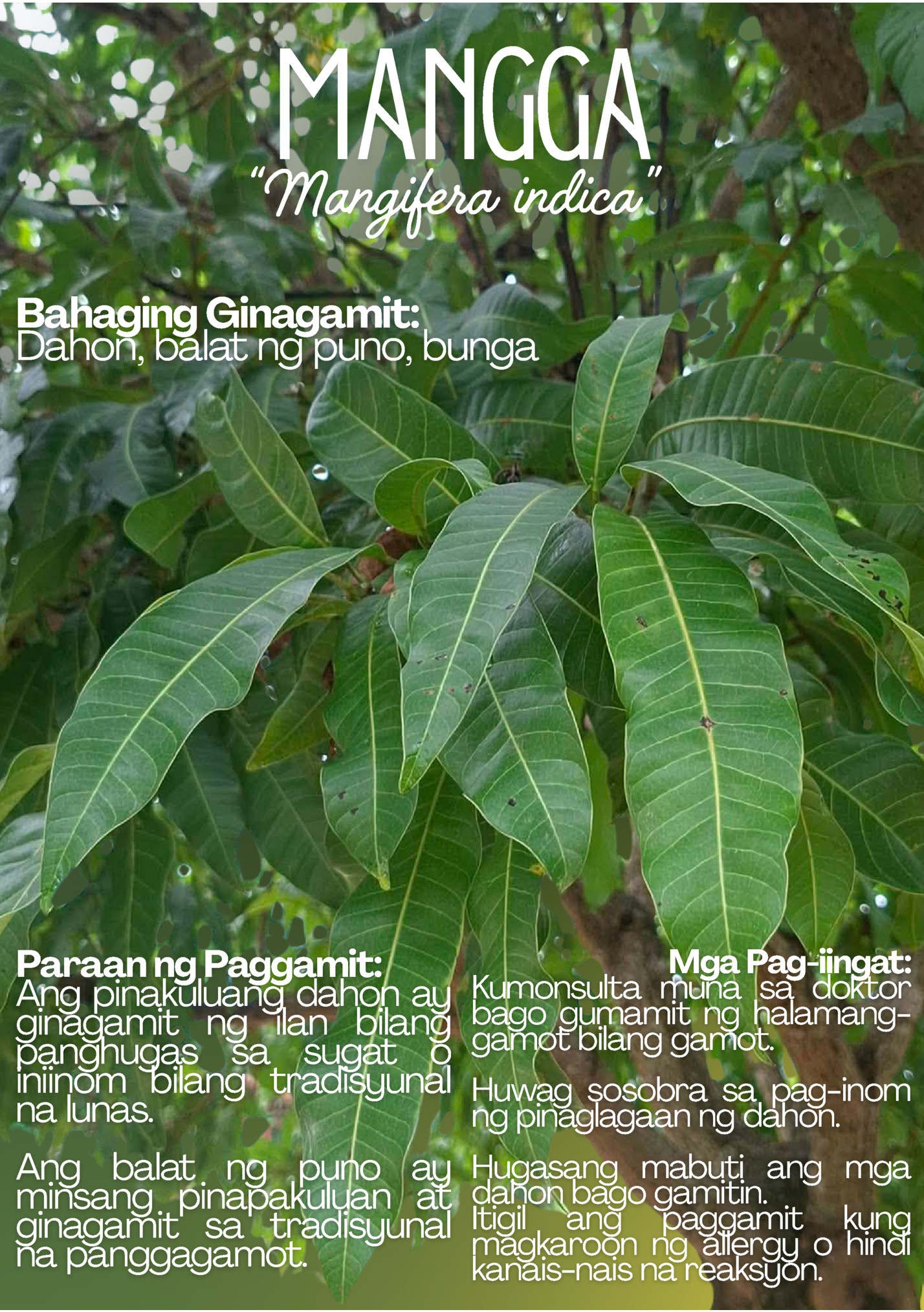 MANGGA MANGGA