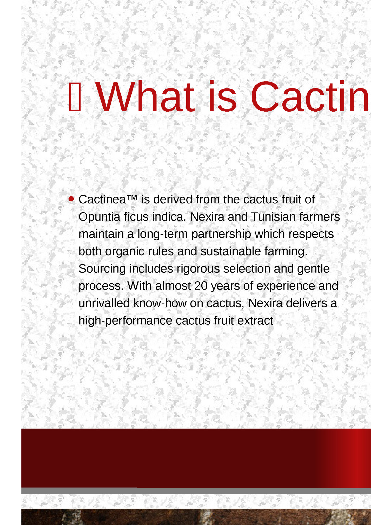 🌵 What is Cactinea?