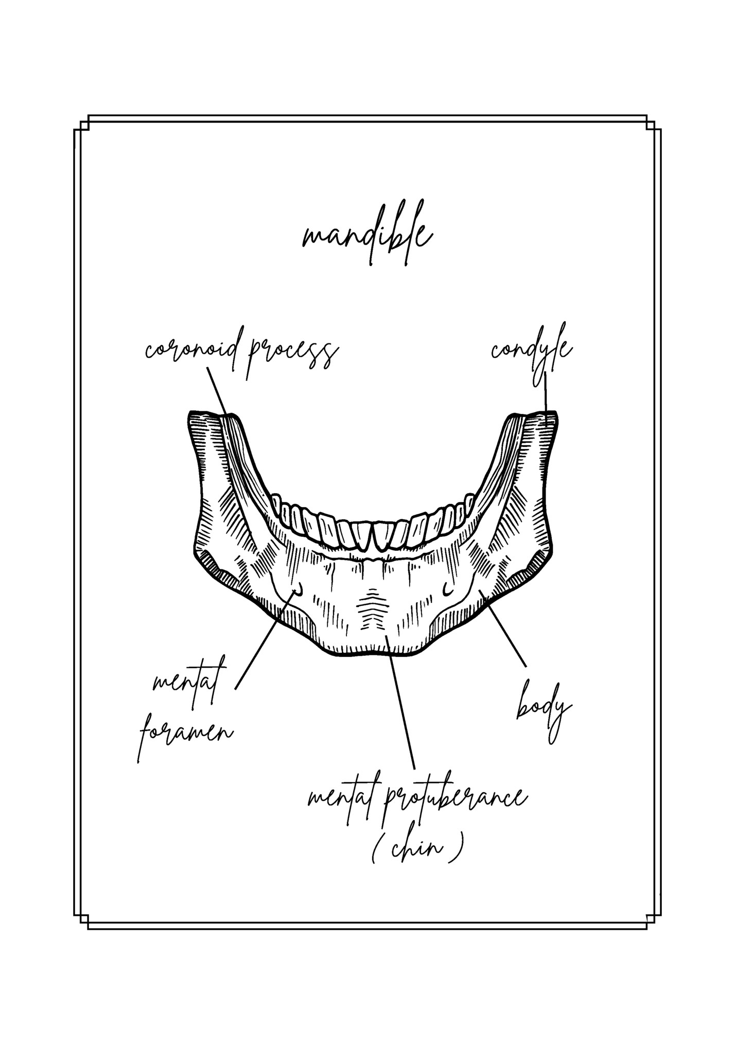 mandible