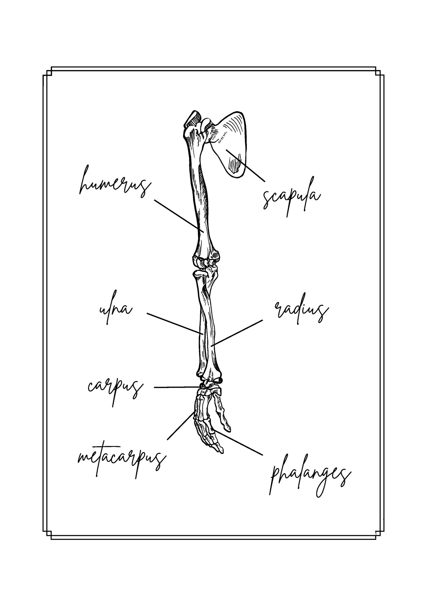 humerus