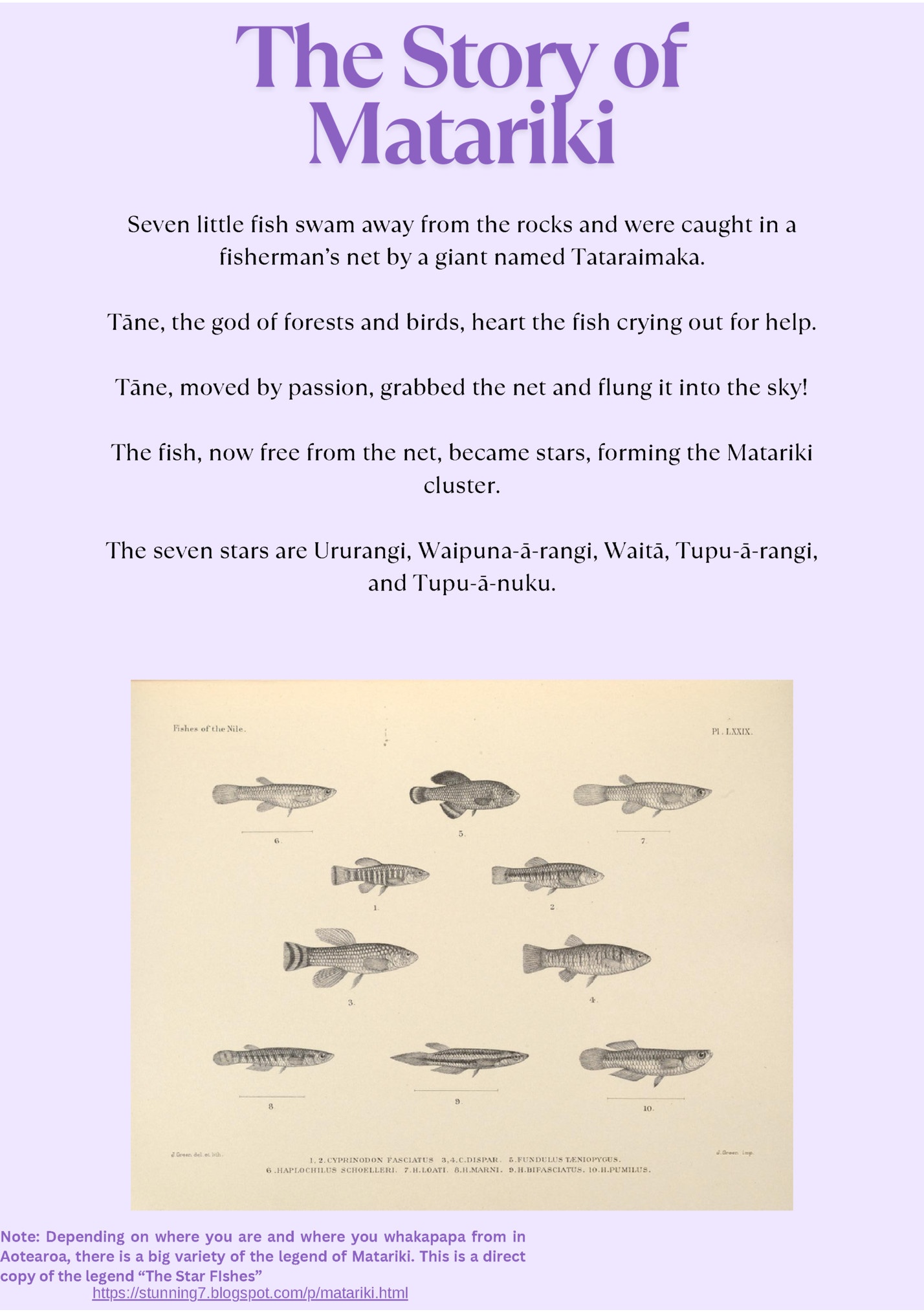 Seven little fish swam away from the rocks and were caught in a