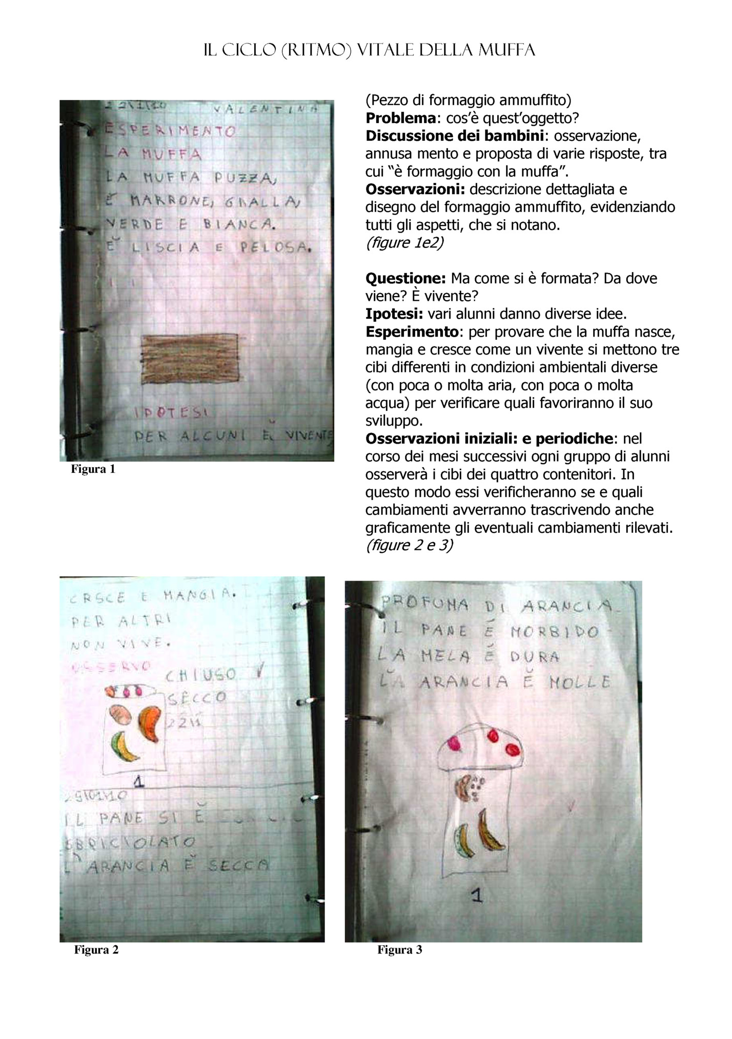 IL CICLO (RITMO) VITALE DELLA MUFFA IL CICLO (RITMO) VITALE DELLA MUFFA