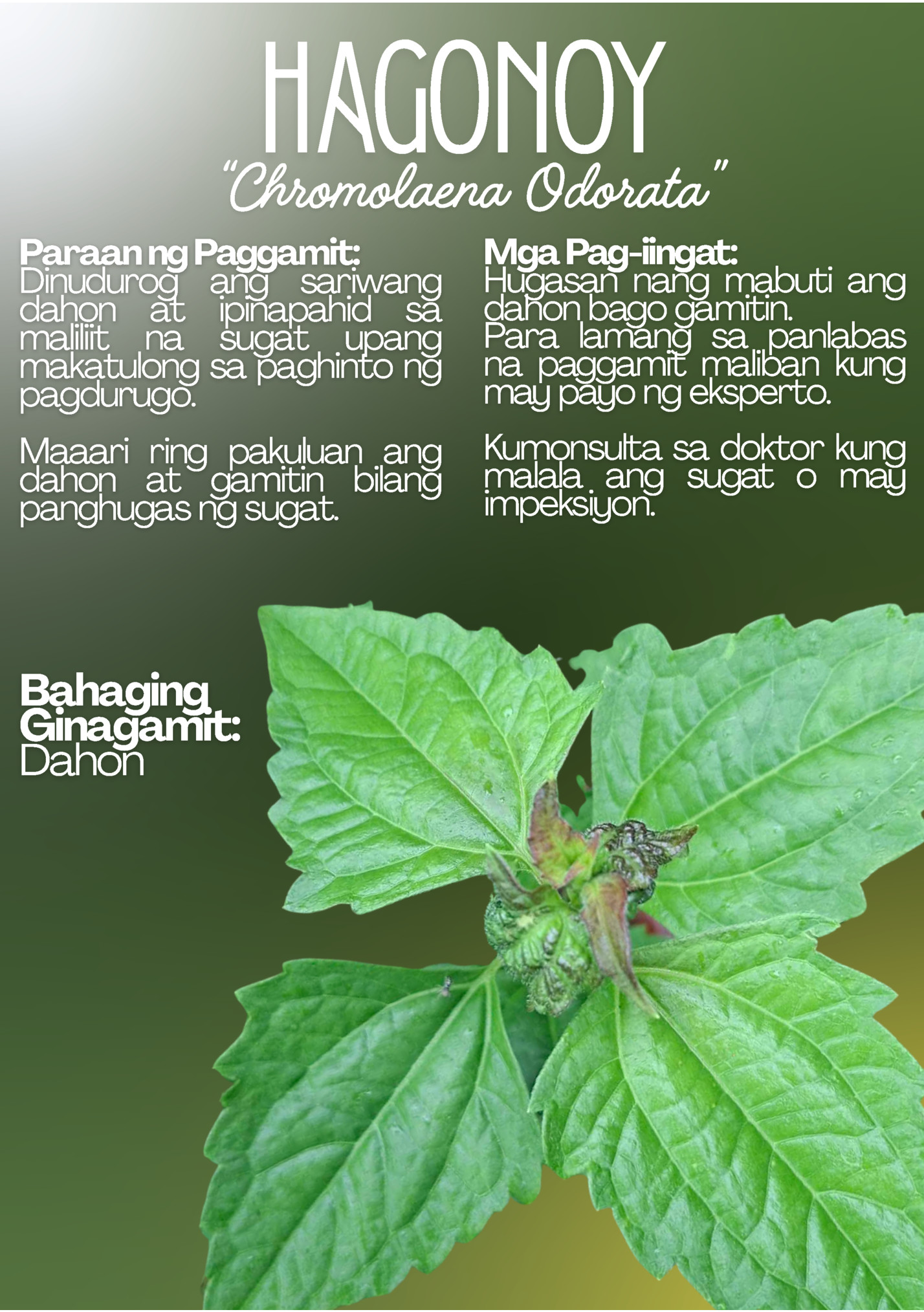 HAGONOY